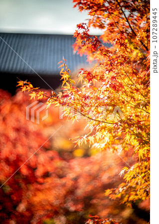 南禅寺の秋、南禅寺境内の真っ赤な紅葉と三門の瓦屋根 南禅寺の秋、南禅寺境内の真っ赤な紅葉と三門の瓦屋根 107289445
