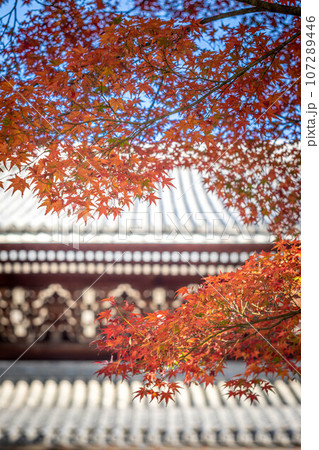 南禅寺の秋、南禅寺境内の真っ赤な紅葉と三門の瓦屋根 107289446