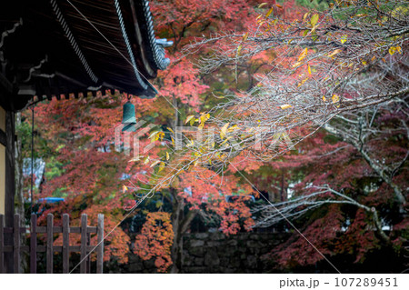 南禅寺の秋、南禅寺境内の紅葉と法堂の屋根 南禅寺の秋、南禅寺境内の紅葉と法堂の屋根 107289451