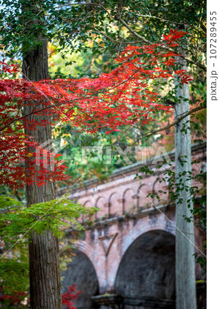南禅寺の秋、南禅寺境内の真っ赤な紅葉と水路閣 南禅寺の秋、南禅寺境内の真っ赤な紅葉と水路閣 107289455