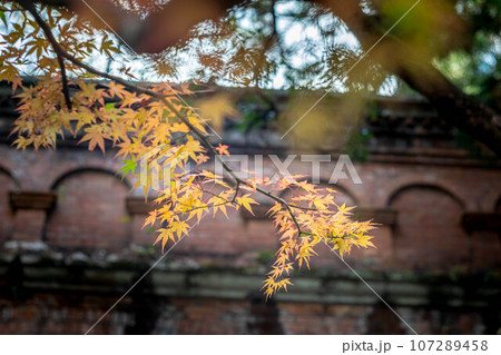 南禅寺の秋、南禅寺境内の黄色い紅葉と水路閣 南禅寺の秋、南禅寺境内の黄色い紅葉と水路閣 107289458