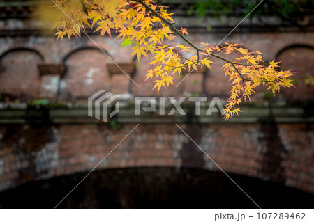南禅寺の秋、南禅寺境内の黄色い紅葉と水路閣 南禅寺の秋、南禅寺境内の黄色い紅葉と水路閣 107289462