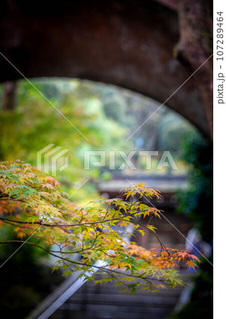 南禅寺の秋、南禅寺境内、色づきはじめのカラフルな紅葉と水路閣のアーチ 南禅寺の秋、南禅寺境内、色づきはじめのカラフルな紅葉と水路閣のアーチ 107289464
