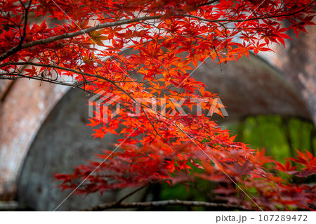 南禅寺の秋、南禅寺境内、真っ赤な紅葉と水路閣のアーチ 南禅寺の秋、南禅寺境内、真っ赤な紅葉と水路閣のアーチ 107289472