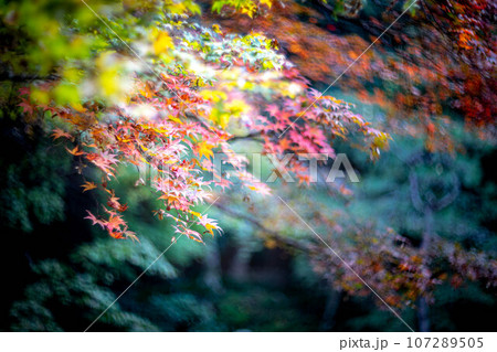 南禅寺の秋、塔頭・南禅院、色づき始めのカラフルな紅葉 南禅寺の秋、塔頭・南禅院、色づき始めのカラフルな紅葉 107289505