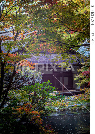 南禅寺の秋、塔頭・南禅院、庭園と方丈、色づきはじめの紅葉 南禅寺の秋、塔頭・南禅院、庭園と方丈、色づきはじめの紅葉 107289510