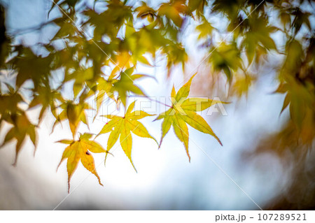 南禅寺の秋、南禅寺境内の黄色い紅葉、秋色の光 南禅寺の秋、南禅寺境内の黄色い紅葉、秋色の光 107289521