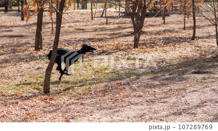 Tazy. Central Asian Greyhound runs for a walk in autumn.  107289769