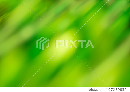 Greenery green blurry unfocused photographic art effect Greenery green blurry unfocused photographic art effect 107289833