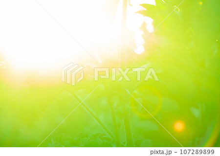 Nature organic eco product blurry background. Nature organic eco product blurry background. 107289899