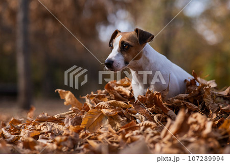 Jack Russell Terrier dog in a pile of yellow fallen leaves.  107289994