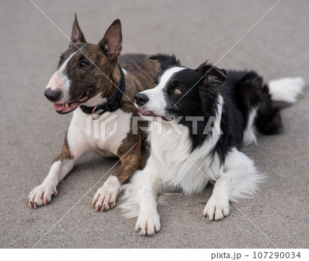 Black and white border collie and brindle bull terrier lie side by side on a walk.  107290034