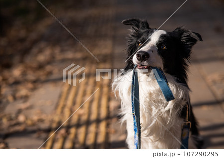 Border collie holding a leash in his mouth on a walk in the autumn park. Border collie holding a leash in his mouth on a walk in the autumn park. 107290295