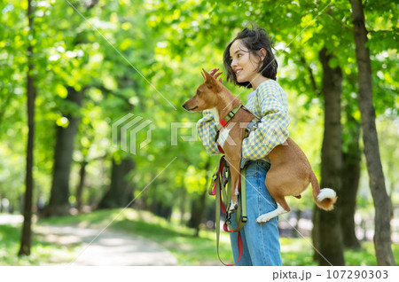A young beautiful woman holds a dog in her arms for a walk. non-barking african basenji dog.  107290303