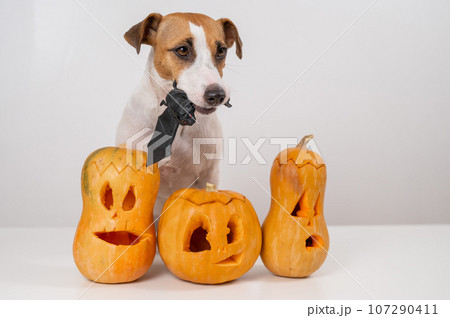 Jack Russell Terrier dog holding a bat next to three jack-o-lanterns on a white background. 107290411