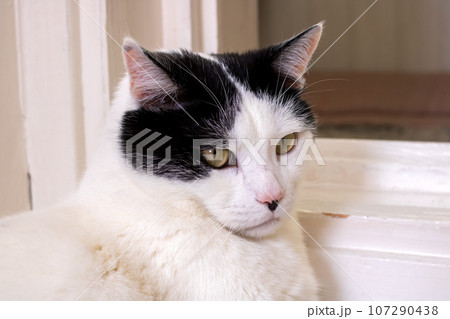 Thick white cat on the floor portrait closeup 107290438
