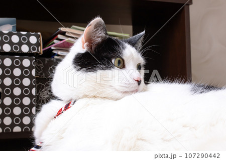 Big fat white cat lying on the floor in the sun 107290442
