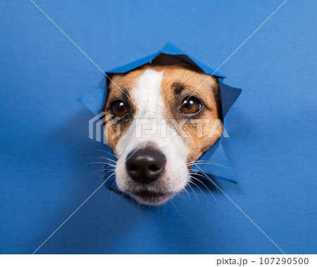 Funny dog jack russell terrier leans out of a hole in a paper blue background. Funny dog jack russell terrier leans out of a hole in a paper blue background. 107290500