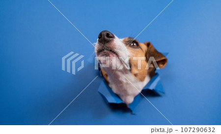 Funny dog jack russell terrier leans out of a hole in a paper blue background. Funny dog jack russell terrier leans out of a hole in a paper blue background. 107290632