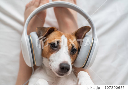 Cute dog jack russell terrier lies on its back on the legs of its owner and listens to music on headphones. Cute dog jack russell terrier lies on its back on the legs of its owner and listens to music on headphones. 107290683