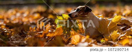 Jack Russell Terrier dog holding a yellow maple leaf on a walk in the autumn park.  107290714