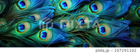 Background of peacock feathers 107291102