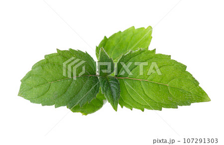 Bergamot green leaves isolated on a white background. Monarda didyma leaves. Oswego tea, scarlet beebalm. 107291303