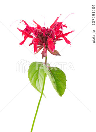 Bergamot flower isolated on a white background. Monarda didyma flower. Oswego tea, scarlet beebalm. Bergamot flower isolated on a white background. Monarda didyma flower. Oswego tea, scarlet beebalm. 107291304