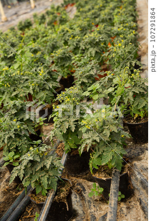 Seedlings of tomatoes growing in pots in greenhouse Seedlings of tomatoes growing in pots in greenhouse 107291864