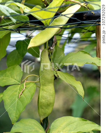 ナタマメの栽培 107292029