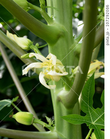パパイヤの花 パパイヤの花 107292086