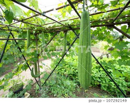ヘチマの栽培 107292149