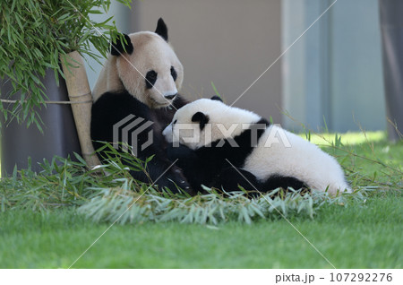 優浜におっぱいを与える良浜ママ 107292276