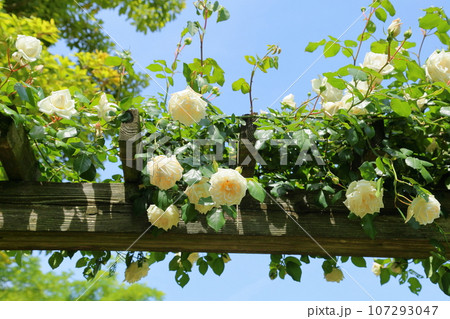 バラの花　新雪 107293047