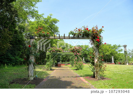 バラの花 ウルメールムンスター バラの花 ウルメールムンスター 107293048