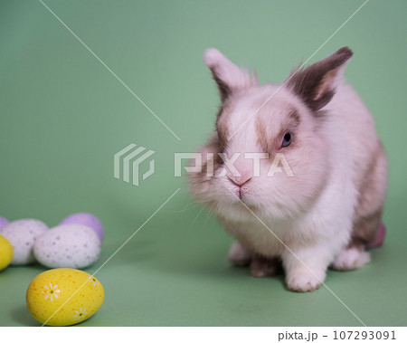 Easter Bunny on a green background with colorful painted eggs. Easter Bunny on a green background with colorful painted eggs. 107293091