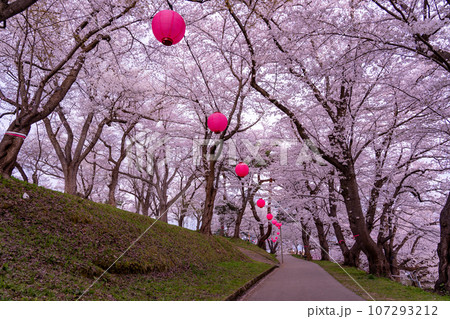 山形県南陽市の置賜さくら回廊の烏帽子山千本桜のある道 107293212
