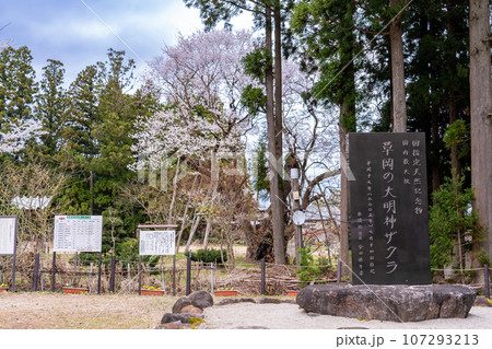 山形県長井市の置賜さくら回廊にある国内最大級の草岡の大明神ザクラと写真を撮る女性 107293213