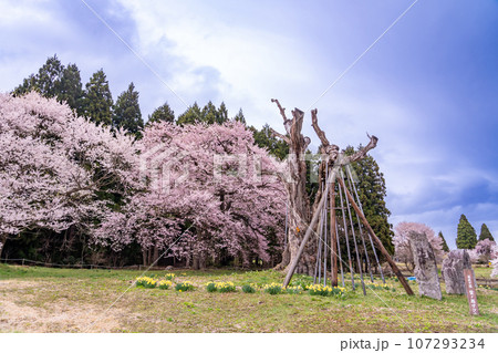 山形県白鷹町の置賜さくら回廊の枯死した釜の越サクラと2世樹 山形県白鷹町の置賜さくら回廊の枯死した釜の越サクラと2世樹 107293234