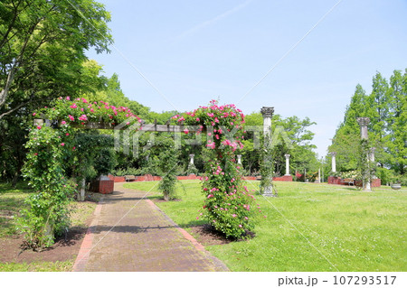 バラの花 アンジェラ バラの花 アンジェラ 107293517