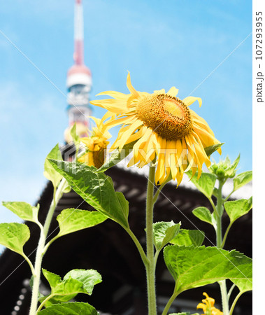 夏空の日の増上寺のひまわりと東京タワー 107293955