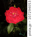 rose in the garden 107294053
