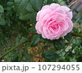 rose in the garden 107294055