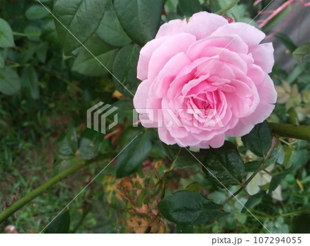 rose in the garden 107294055