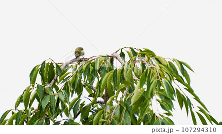 木の上のメジロ 107294310