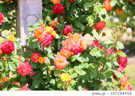バラの花 ふれ太鼓 バラの花 ふれ太鼓 107294458