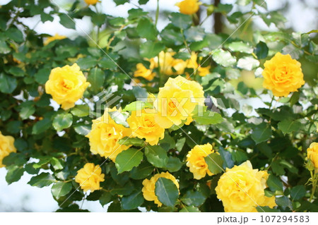 バラの花 ゴールドバニー バラの花 ゴールドバニー 107294583