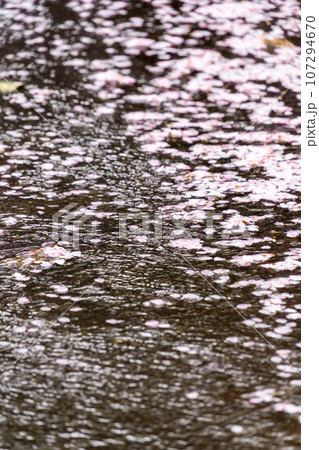 散る桜　川面を流れる桜の花びら 107294670