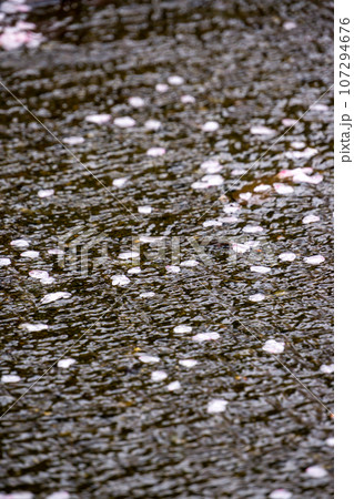 散る桜　川面を流れる桜の花びら 107294676