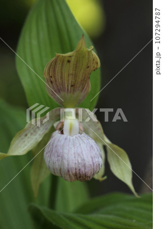 アツモリソウの花 アツモリソウの花 107294787